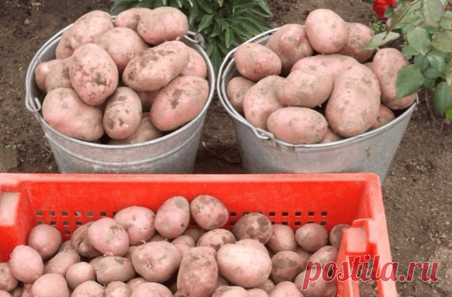 Картофель 