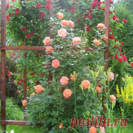Сад участника verbena