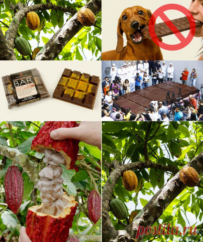 Невероятные факты о шоколаде + Видео | LivePosts — последние новости, полезные статьи, обзоры