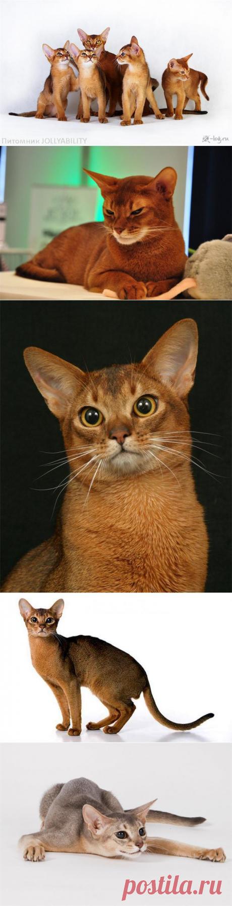Абиссинская кошка — Воротила