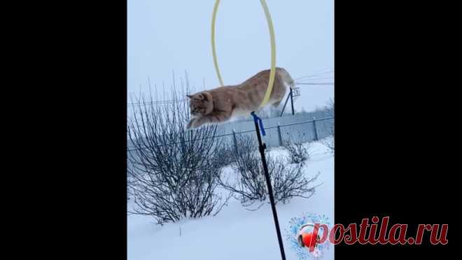 Ух какой акробат! Да ещё и красавчик!