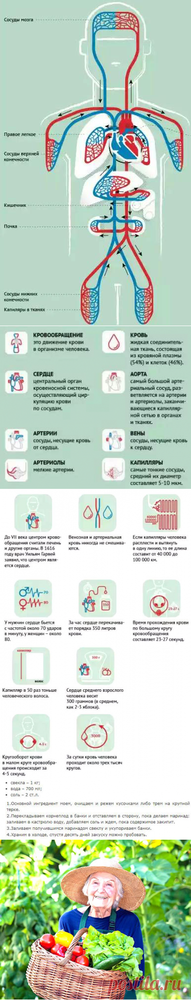 Самый полезный для сердца и сосудов овощ для тех, кому за 40 | Здравие - блог Захара Журавлева