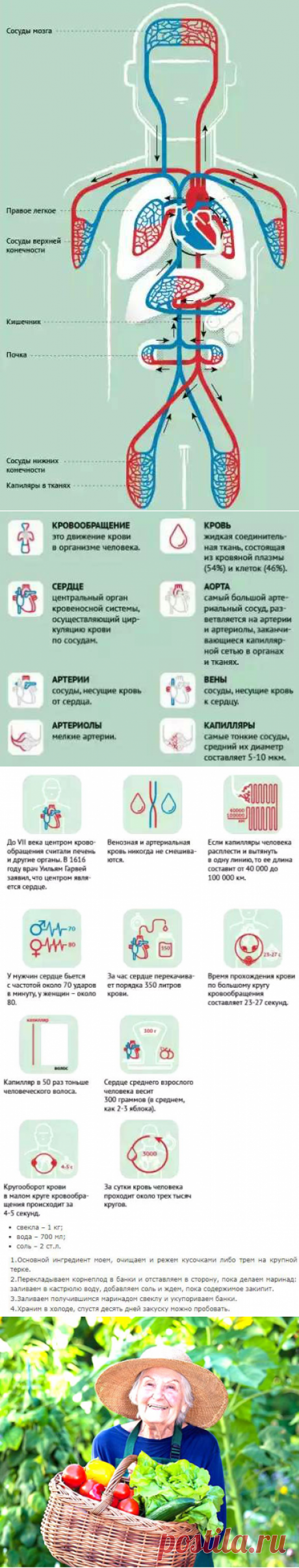 Самый полезный для сердца и сосудов овощ для тех, кому за 40 | Здравие - блог Захара Журавлева