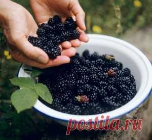 Ежевичная настойка
