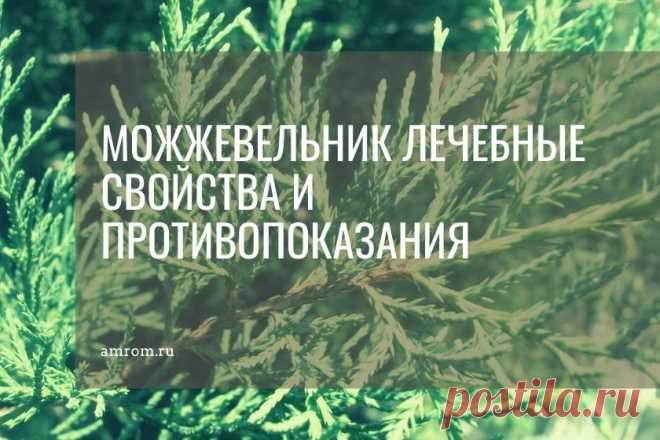 Можжевельник лечебные свойства и противопоказания Можжевельник лечебные свойства. Можжевельник – относиться к семейству кипарисовых. Представляет собой хвойный вечнозеленый кустарник. В высоту может достигать до 5 метров.