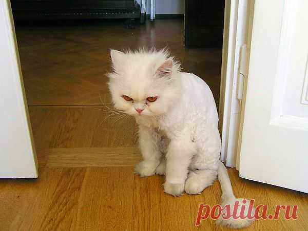 Котолев.