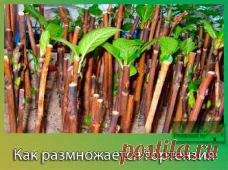 Увлекательный и захватывающий процесс – размножение гортензии | Все о цветоводстве | Яндекс Дзен