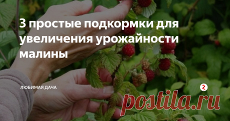 3 простые подкормки для увеличения урожайности малины После созревания первых ягод малина требует усиленной подкормки. Подкормить ароматные кусты можно следующими средствами:
-Настой коровяка. К примеру я  его беру бесплатно или бартером у владельцев крупного рогатого скота, в обмен на урожай, или в магазинах сад-огород. Стоит удобрение около 60 рублей. 1л коровяка смешиваю с 10л воды,перемешиваю. Настаивается средство неделю, после чего малина полив