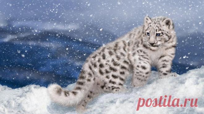 Скачать обои зима, снег, рендеринг, ирбис, снежный барс, котёнок, раздел рендеринг в разрешении 1708x960