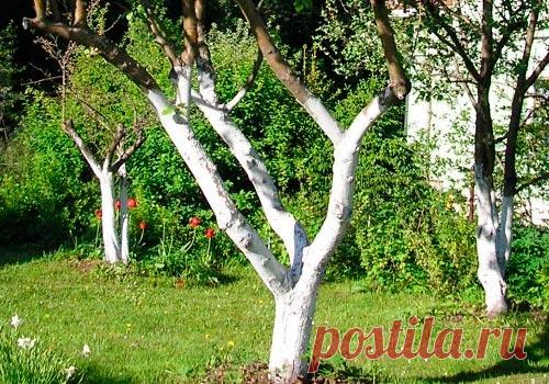 Советы дачникам: во время проведения садовой побелки деревьев штамбы стараются окрасить до места, где начинается сильное разветвление стволов. Таким образом получится защитить максимальную площадь дерева.