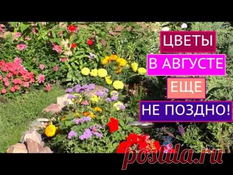 ЦВЕТЫ В АВГУСТЕ: САЖАЕМ, СЕЕМ, ДЕЛИМ!