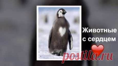 Необычный и редкий окрас с сердечком у кошек, собак и других животных