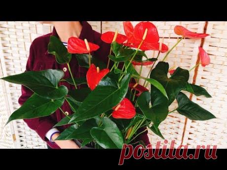 АНТУРИУМ почему НЕ ЦВЕТЕТ ❓ УХОД ❗ цветок Мужское счастье