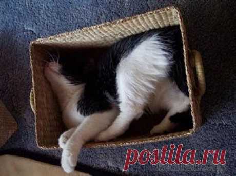 Коты, которые очень любят коробки
