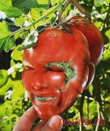 Синьор-помидор!    Офигеть "гримаса природы".