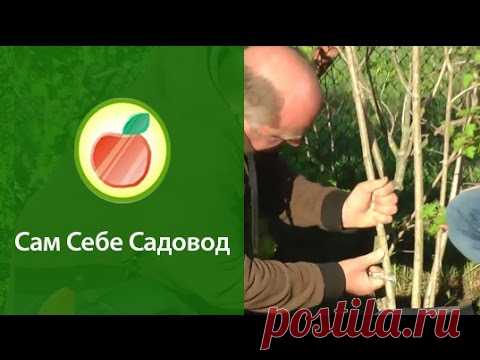 Размножаем саженцы воздушными (китайскими) отводками