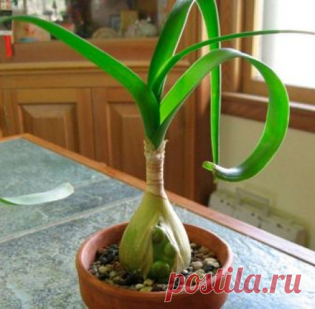 Индийский лук (птицемлечник хвостатый) Сейчас никого не удивишь экзотическими растениями. Многие люди выращивают их на своих подоконниках в квартирах и домах. Среди них можно найти и индийский лук с эффектными листьями и красочным цветение...