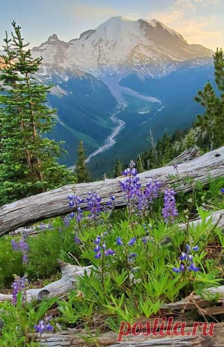 Pinterest