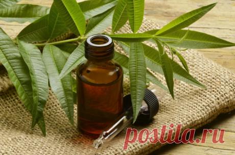 Как использовать масло чайного дерева?