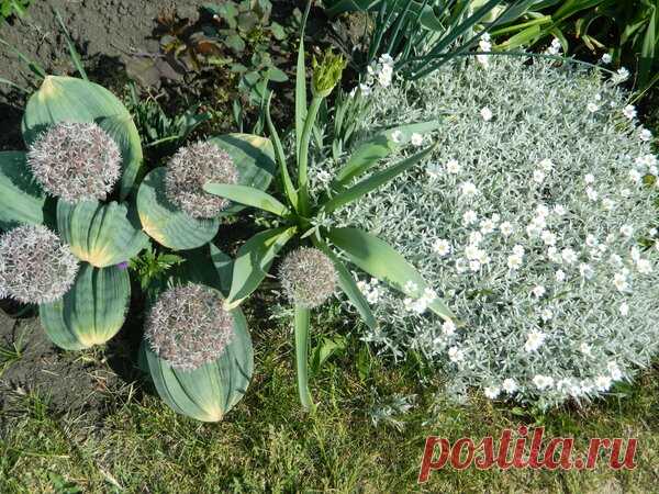 Ясколка – серебристый почвопокровник | Дачный дневник пенсионерки | Яндекс Дзен