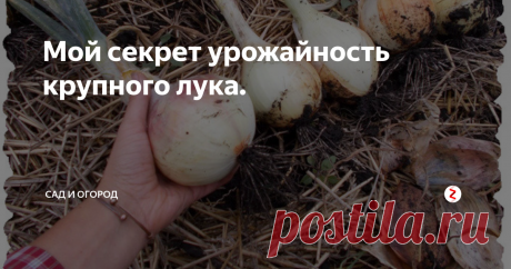 Мой секрет урожайность крупного лука.  У моего дедушки было множество секретов по выращиванию лука,  но один мне запомнился больше всего ...