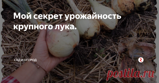 Мой секрет урожайность крупного лука.  У моего дедушки было множество секретов по выращиванию лука,  но один мне запомнился больше всего ...