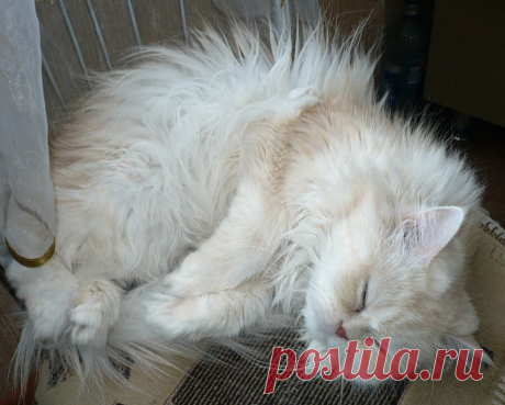 Обезвоживание и как с ним бороться | Коты и кошки