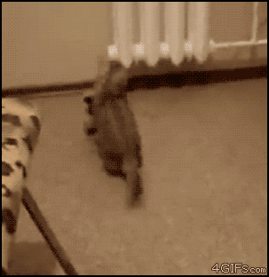 Котики, которые учатся прыгать и летать. Невозможно не улыбнуться!