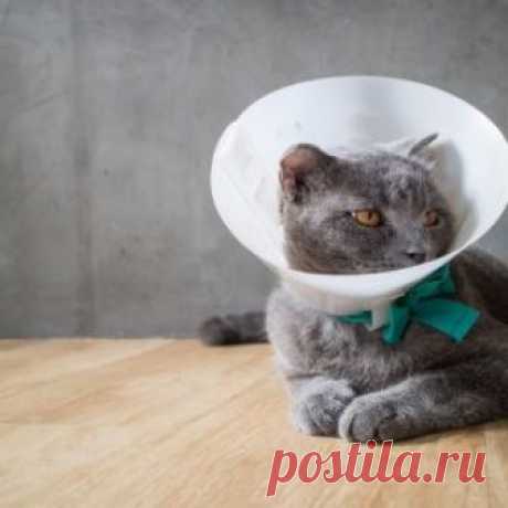 Защитный воротник для кошки своими руками