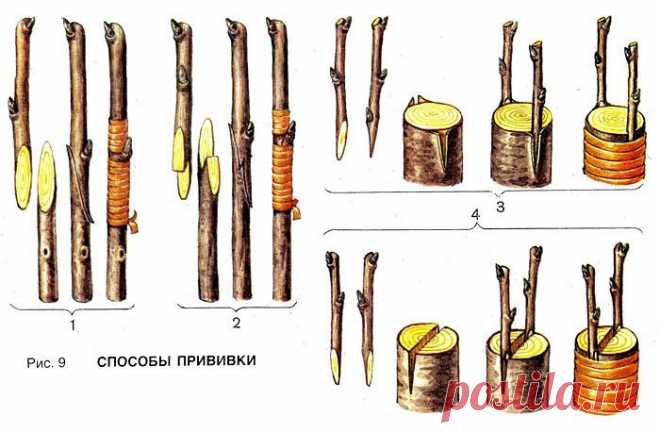 (17) Одноклассники