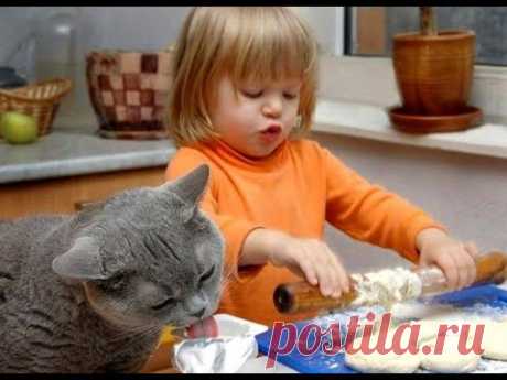 😺 Помощники на кухне! 🐈 Видео смешных котов и котят для хорошего настроения! 😻