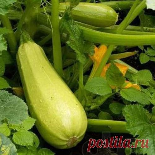 Кабачок без пустоцвета