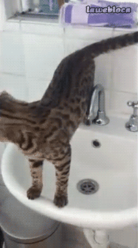 КОТЭ / Pinme