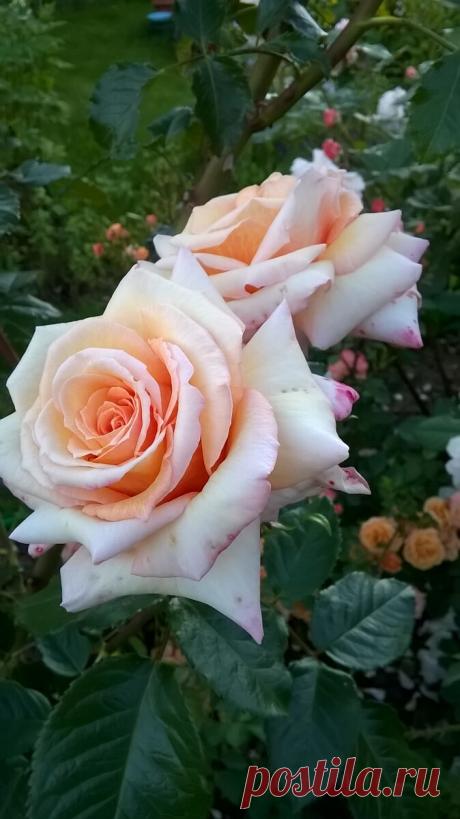 Весенняя реанимация розы (неудачная зимовка, выпревание, обморожение) | Записки розовода-любителя | Яндекс Дзен