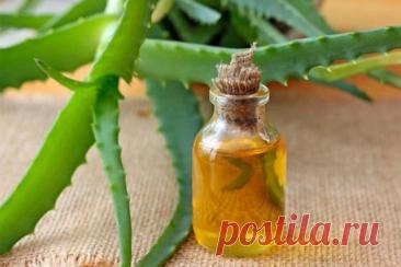 Алоэ: как вырастить и применить?