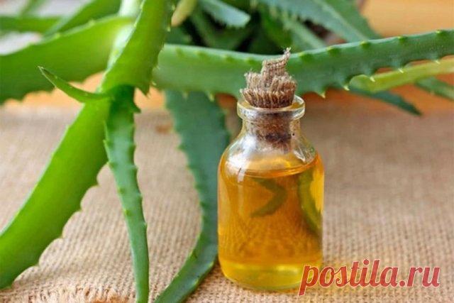 Алоэ: как вырастить и применить?