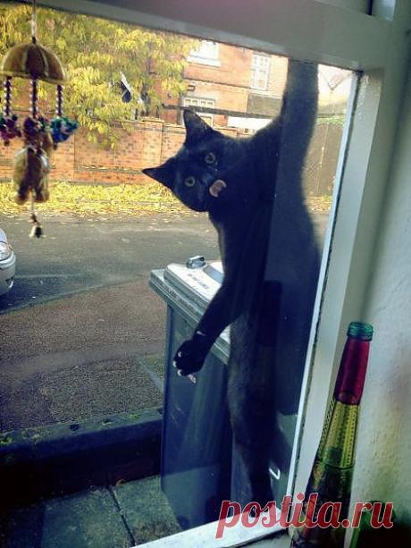 --Хозяин, ты открой  окно,   я ведь могу и   дорогу перейти!