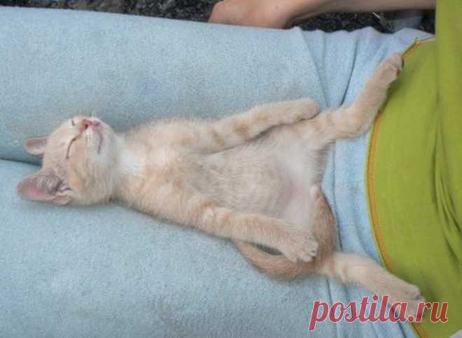 Хвостик - на подушке, на простынке - ушки!