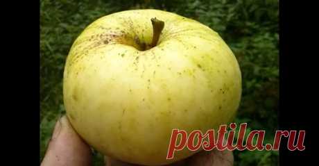 (4) Facebook