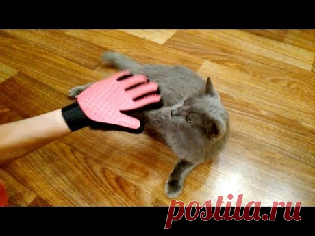 Перчатка для вычесывания шерсти кошек и собак - Распаковка и Тест | Уход за шерстью | Pet Hair Remover | Перчатка