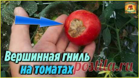 Болезни томатов. Как быстро и просто избавиться от ВЕРШИННОЙ ГНИЛИ Дачные Советы огородникам
