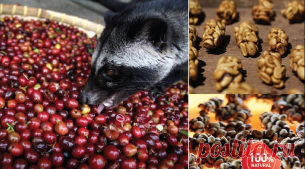 Копи лувак - индон kopi luwak — все об Индии