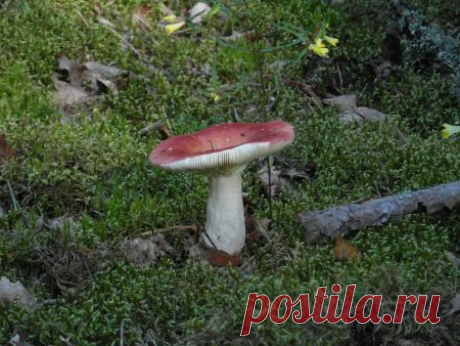 Фото &quot;сыроежка просто!&quot; - Грибная фотоохота - Photo.Qip.ru