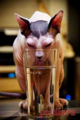 Sphynx Kitty was thirsty. Kitty la Sphynx tenia sed.