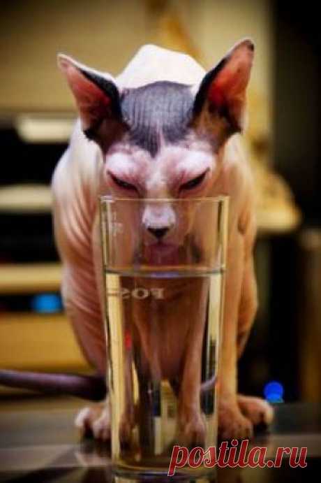Sphynx Kitty was thirsty. Kitty la Sphynx tenia sed.