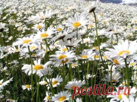 Ромашка белая, лепесточки нежные....wmv
