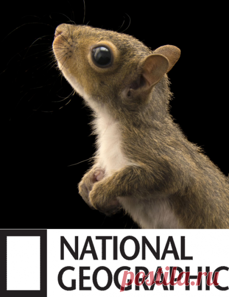 Squirrels | National Geographic