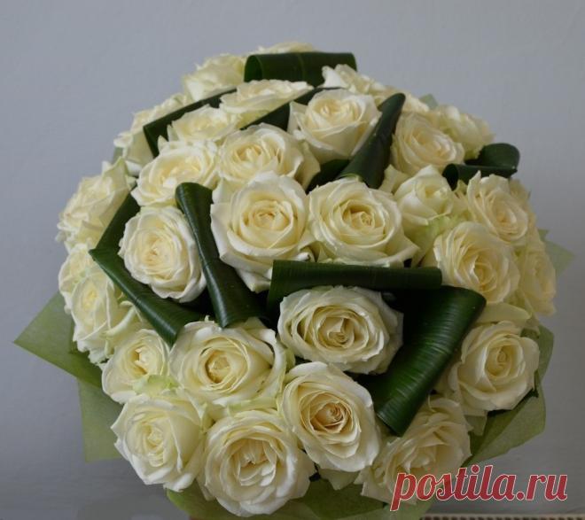 Белые розы 35шт.