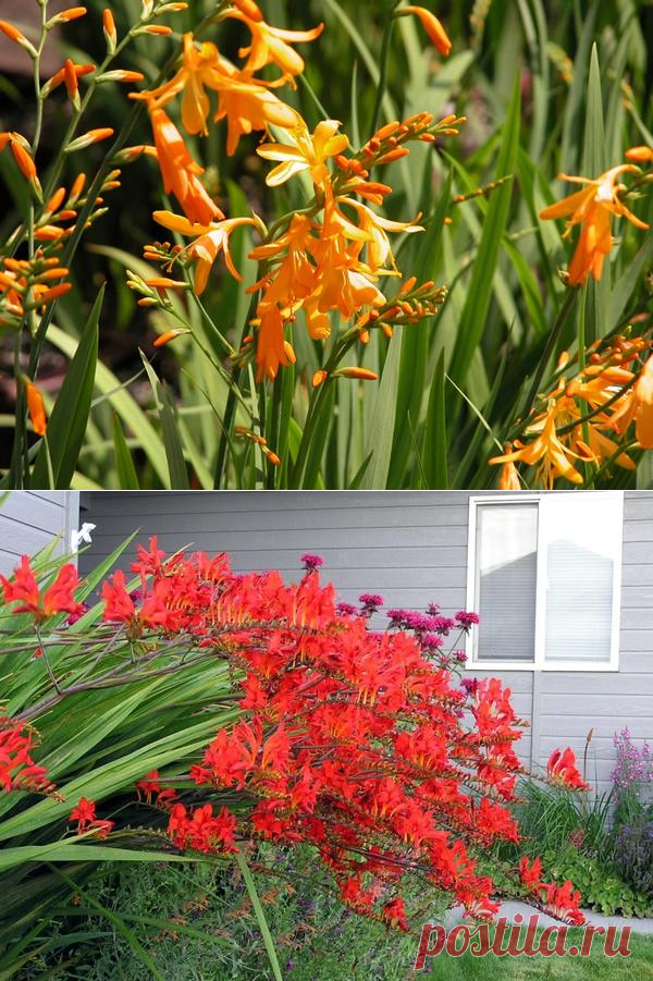 Крокосмия (монтбреция): посадка, выращивание и размножение, сорта