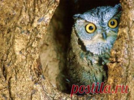 Магазин мастера Мудрый филин. Заготовки для декупаж Piece-decoupage на Ярмарке Мастеров Магазин мастера Мудрый филин. Заготовки для декупаж Piece-decoupage на Ярмарке Мастеров. Присоединяйся к самой крупной торговой площадке для покупки и продажи handmade-работ и дизайнерских вещей.